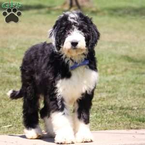 Sheepadoodle Puppies for Sale - Greenfield Puppies