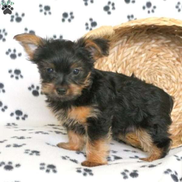 Alec, Yorkie Puppy