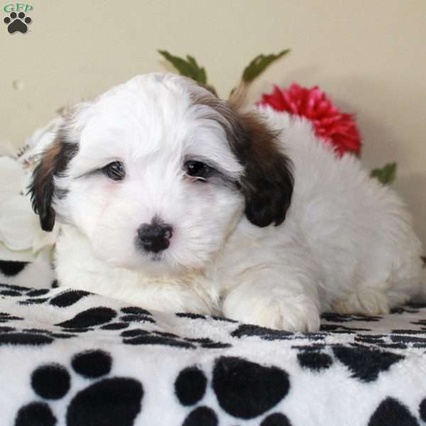 Alex, Shih-Poo Puppy