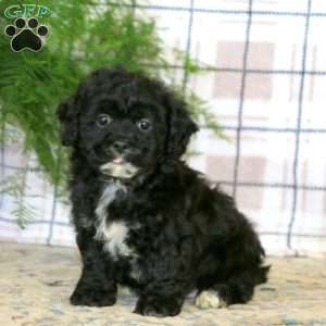 Alex, Teddy Bear Puppy