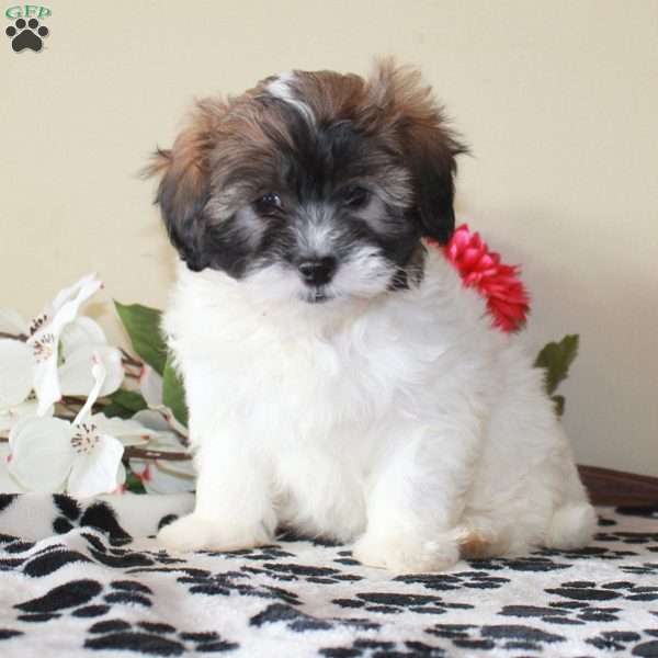 Alice, Shih-Poo Puppy