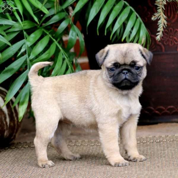 Alisha, Pug Puppy