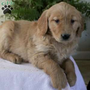 Alpha, Golden Retriever Puppy