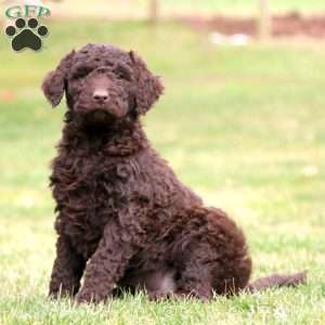 Amber, Labradoodle Puppy