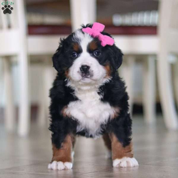 Basil, Bernese Mountain Dog Puppy