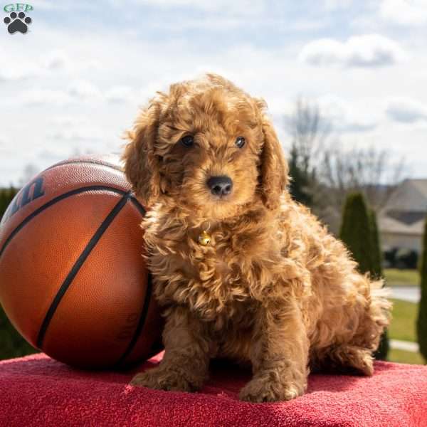 Amos – F1bb, Mini Goldendoodle Puppy