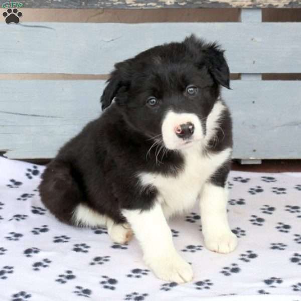 Amy, Border Collie Puppy