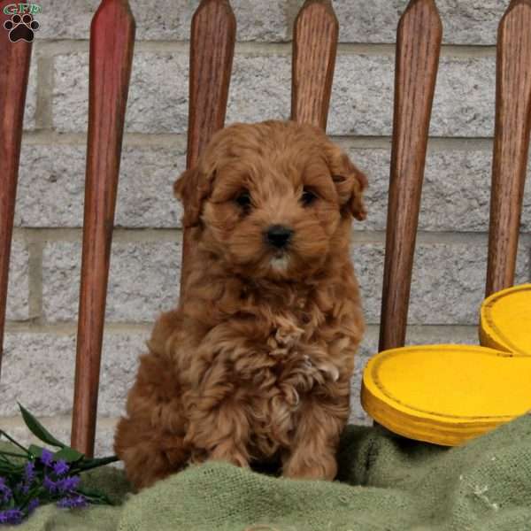 Andy, Cockapoo Puppy