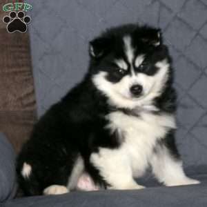 Andy, Pomsky Puppy