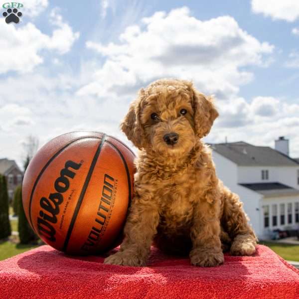 Andy – F1bb, Mini Goldendoodle Puppy