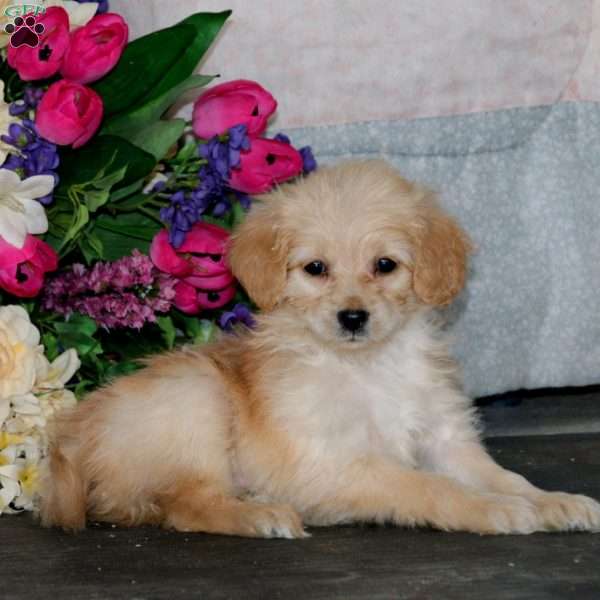 Anika, Mini Goldendoodle Puppy