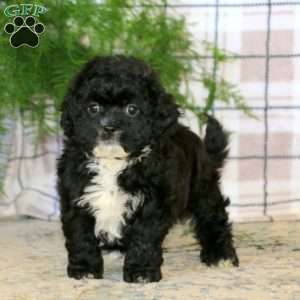 Anita, Teddy Bear Puppy