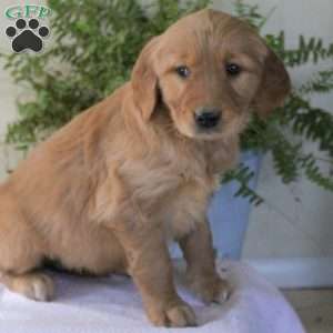 Annie, Golden Retriever Puppy
