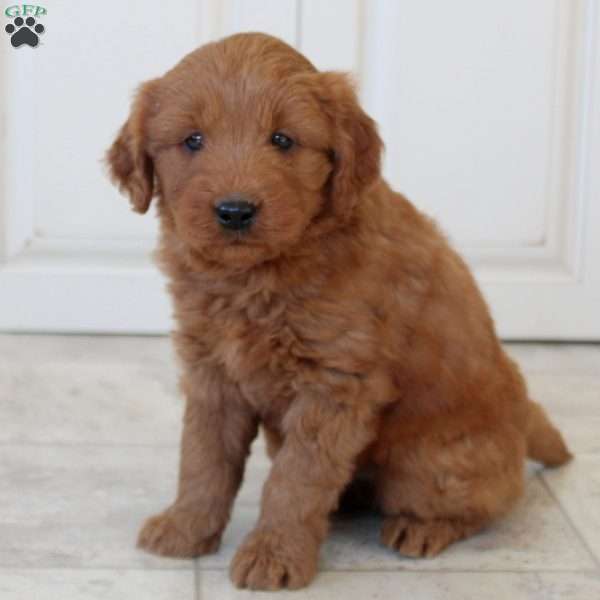 Apollo, Mini Goldendoodle Puppy