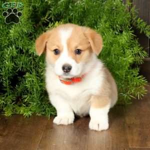 Arabella, Pembroke Welsh Corgi Puppy