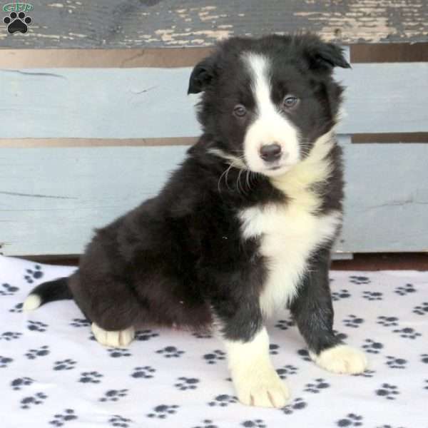 Archie, Border Collie Puppy