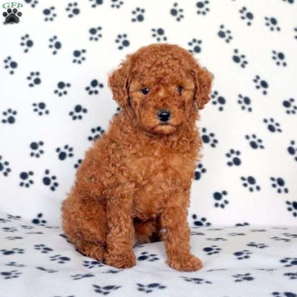 Archie, Mini Schnoodle Puppy