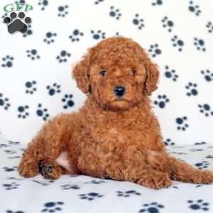 Archie, Mini Schnoodle Puppy