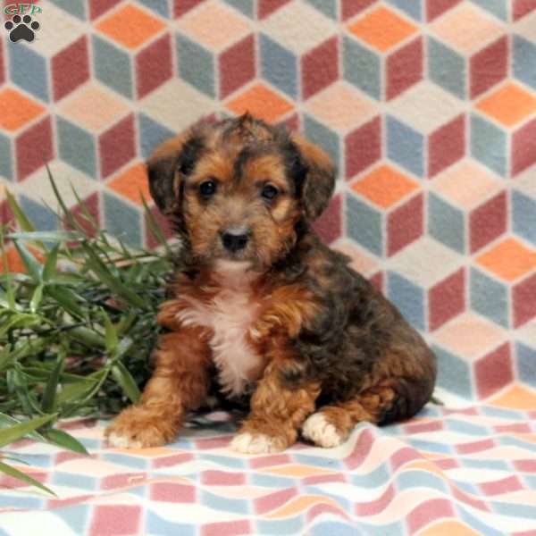 Ash, Jack-a-poo Puppy