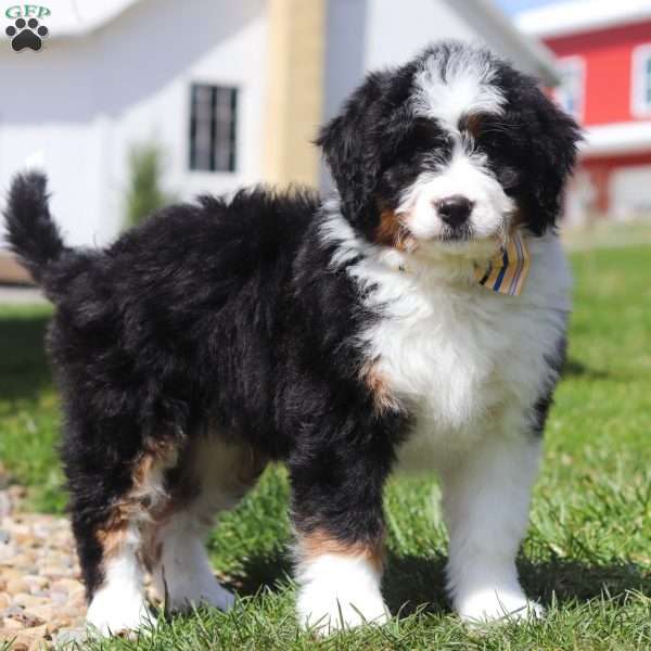 Asher, Mini Bernedoodle Puppy