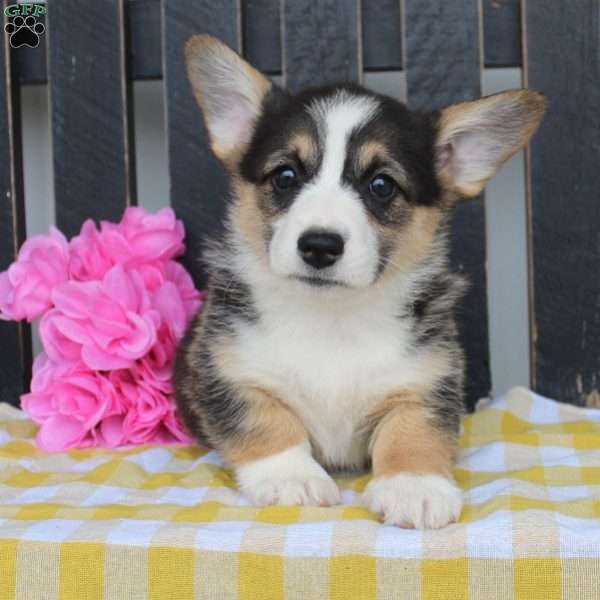 Asher, Welsh Corgi Mix Puppy