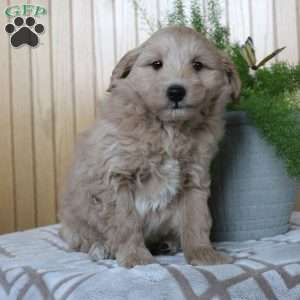 Asher, Eskipoo Puppy