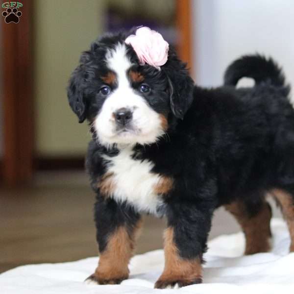 Ember, Bernese Mountain Dog Puppy