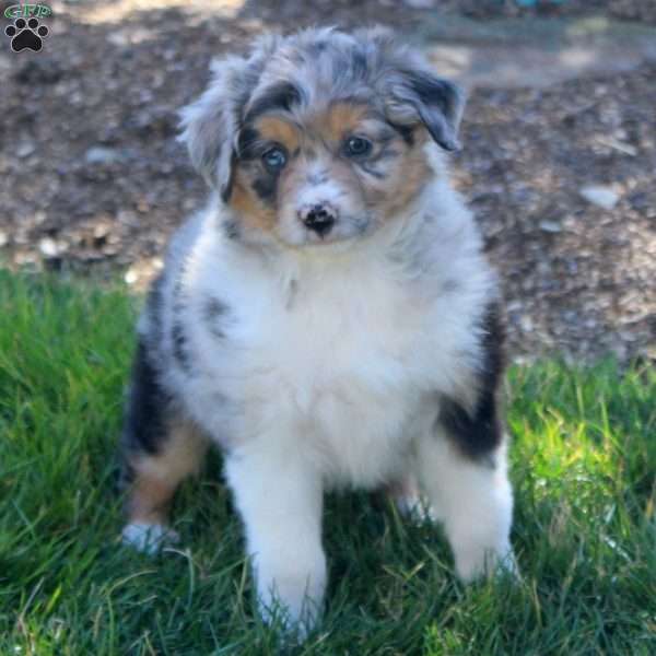 Ashtyn, Miniature Australian Shepherd Puppy