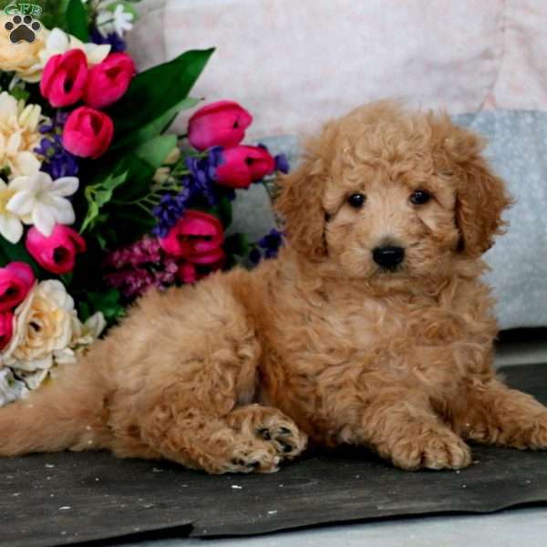 Astro, Mini Goldendoodle Puppy