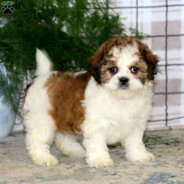 Audrey, Teddy Bear Puppy