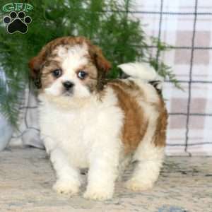 Audrey, Teddy Bear Puppy