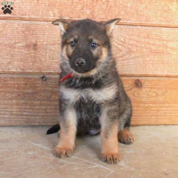 Austin, German Shepherd Puppy