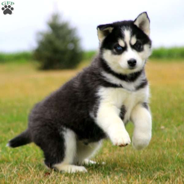 Austin, Siberian Husky Puppy