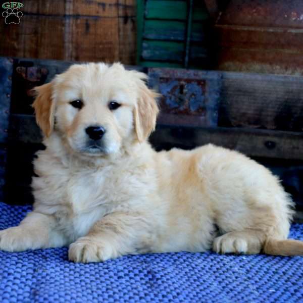 Axel, Golden Retriever Puppy