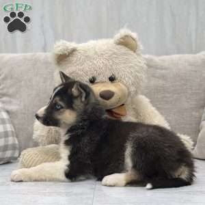 Norm, German Shepherd Mix Puppy
