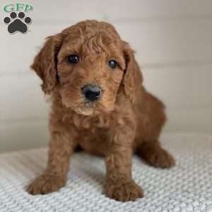 Toby, Goldendoodle Puppy