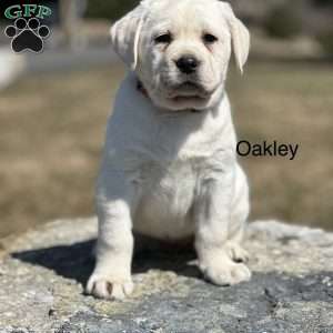 Oakley, Yellow Labrador Retriever Puppy