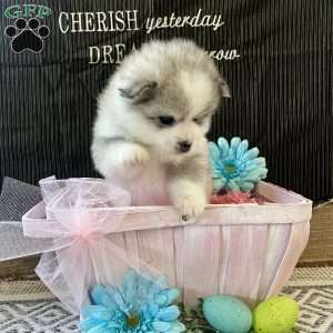 Daffodil, Siberian Husky Mix Puppy