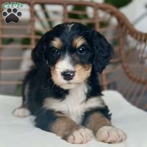 Sadie, Bernedoodle Puppy