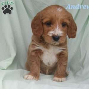 Andrew., Poogle Puppy