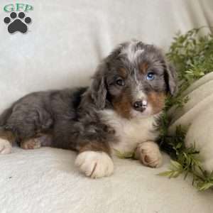 Baxter, Mini Bernedoodle Puppy