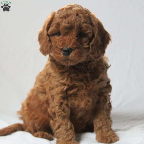 Babe, Mini Goldendoodle Puppy
