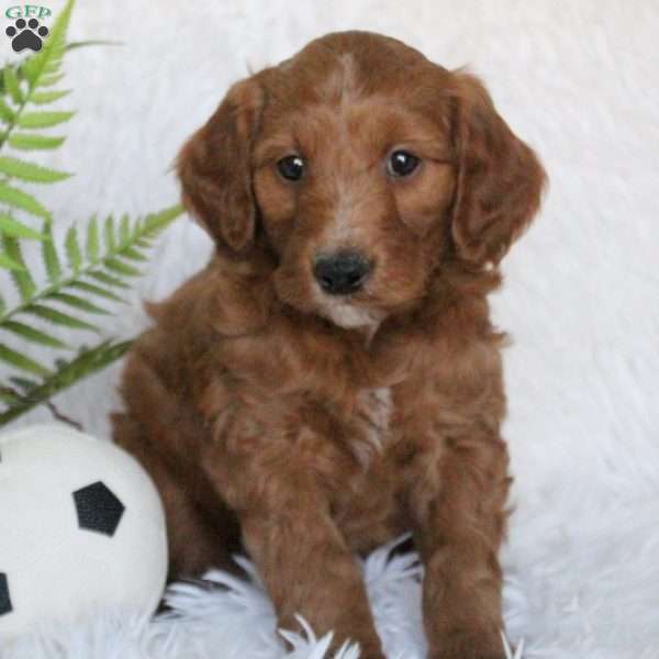 Barkley, Mini Goldendoodle Puppy
