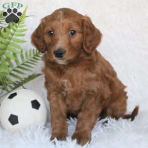 Barkley, Mini Goldendoodle Puppy