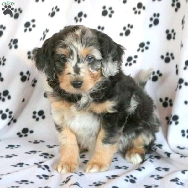 Barney, Miniature Aussiedoodle Puppy