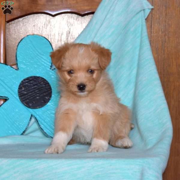 Baxter, Miniature Poodle Mix Puppy