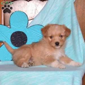 Baxter, Miniature Poodle Mix Puppy