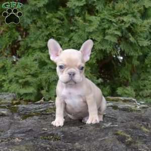 Beanie, French Bulldog Puppy