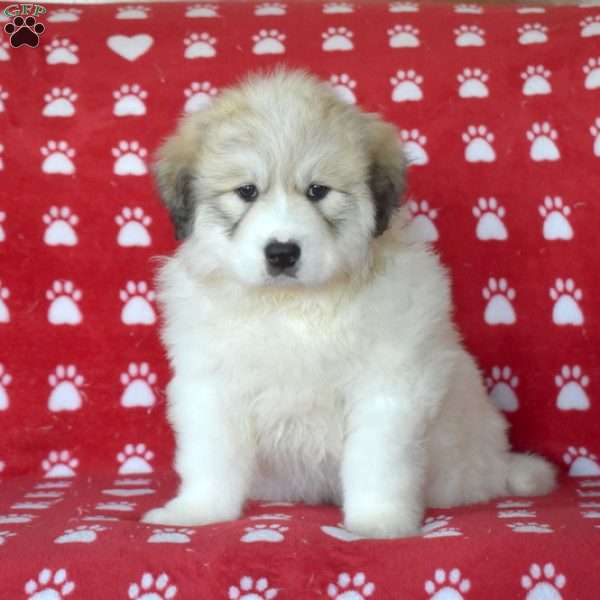 Beauty, Great Pyrenees Puppy