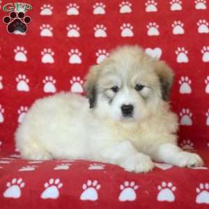 Beauty, Great Pyrenees Puppy